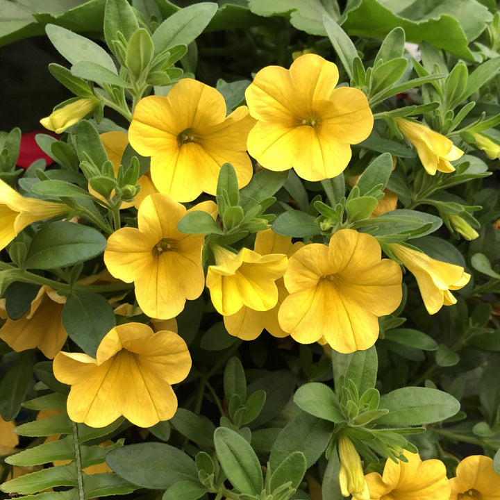 Gule Calibrachoa blomsterfrø til plantning, lyse blomster, 100 stk