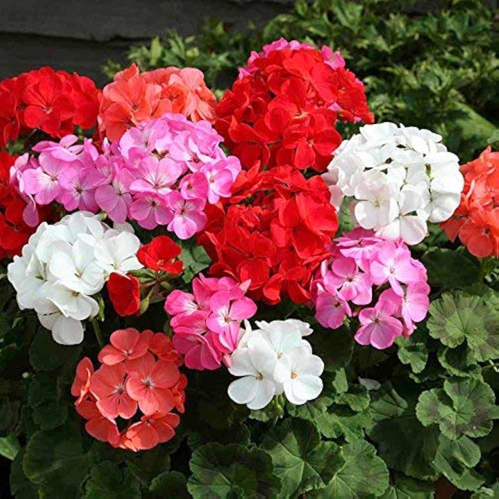mixed geranium seeds Mixed Geranium Flower Seeds for Planting – Heirloom, Non-GMO, Organic  Garden Seeds