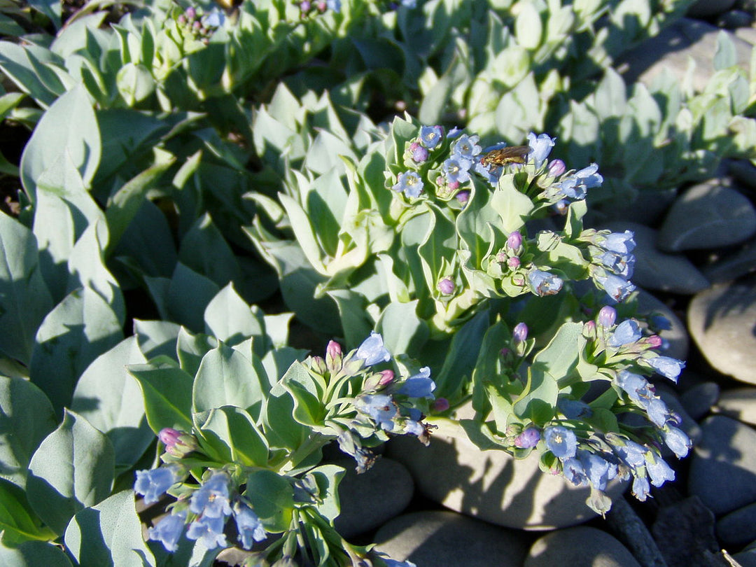 Mertensia Maritima Herb Seeds – Heirloom, Non-GMO, Oyster Leaf Seeds for Unique Garden Planting