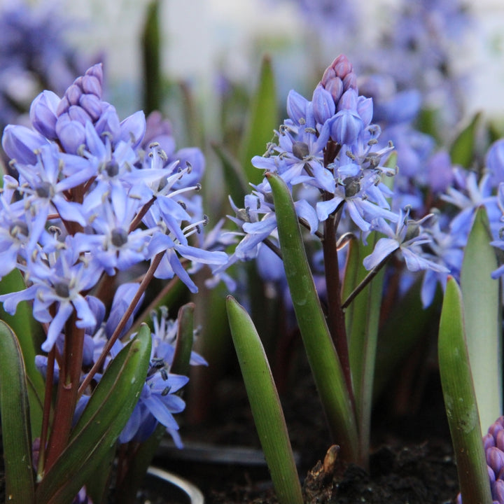 Scilla Bifolia Blomsterfrø til udplantning, 100 stk