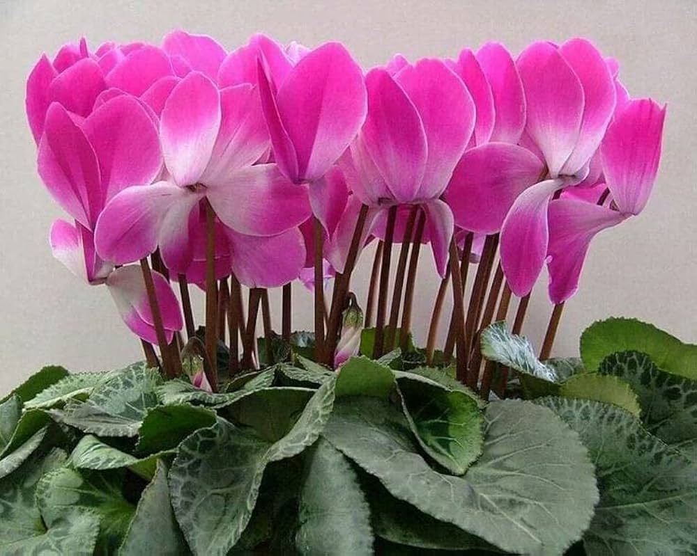 Pink Cyclamen Flower Seeds for Planting - 100 pcs