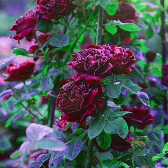 Maroon Climbing Rose Heirloom Non-GMO Seeds for Planting