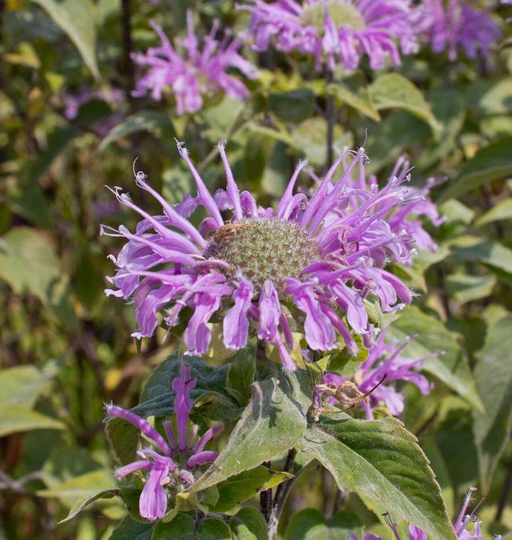 Violet Bergamot Blomsterfrø til udplantning - 100 stk