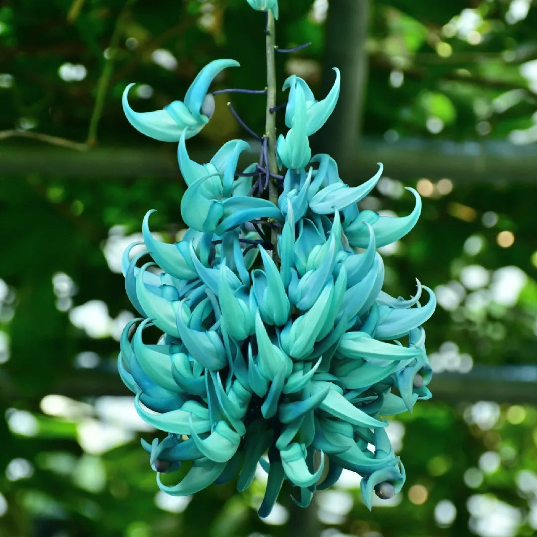 Organic Green Jade Flower Seeds for Planting – Heirloom, Non-GMO