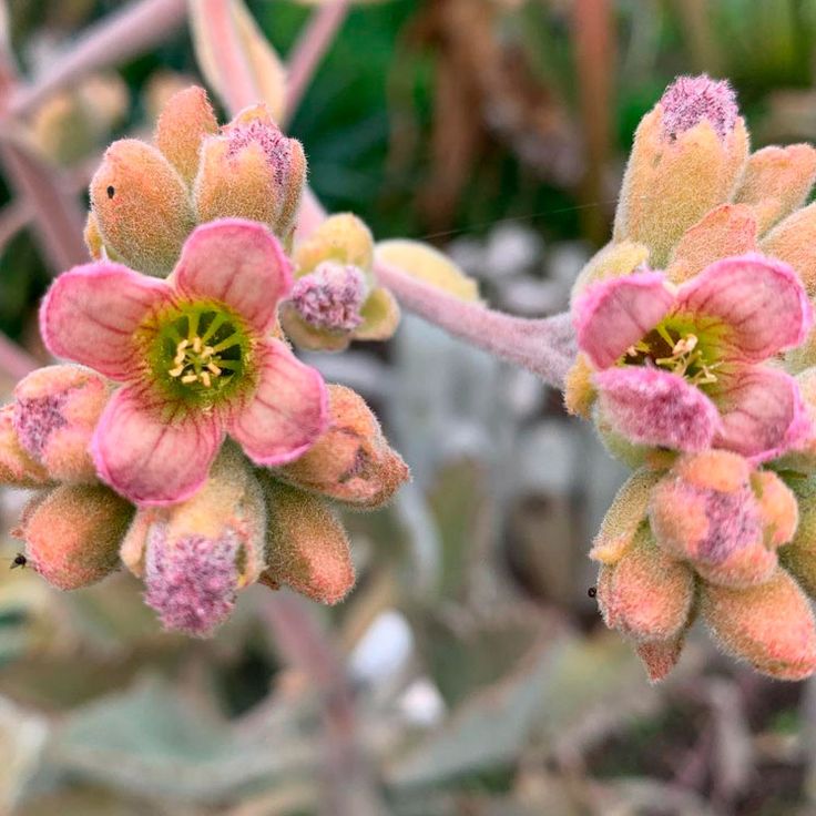 Pink Kalanchoe Beharensis Plant Seeds – Heirloom Non-GMO Succulent Seeds for Decorative Gardens