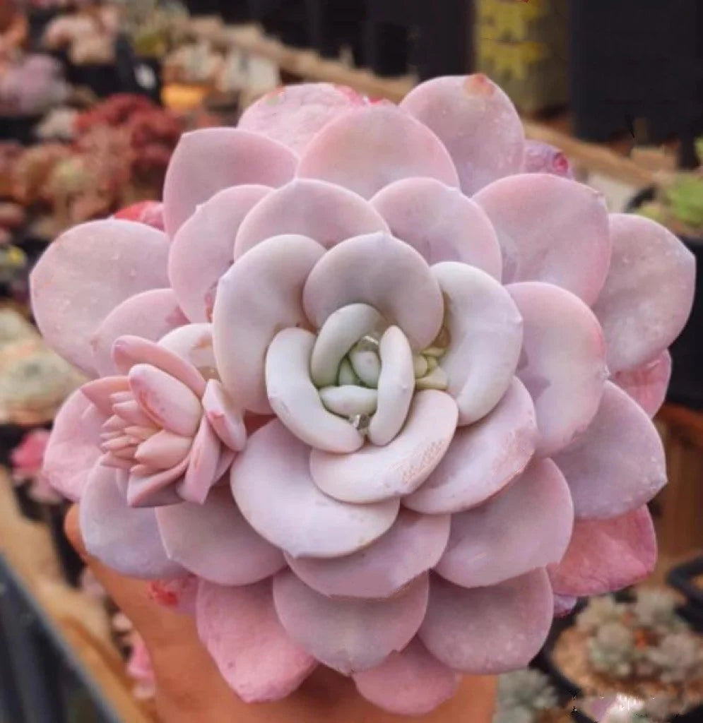 pastel pink succulents Light Pink Heirloom Echeveria Plant Seeds, Non-GMO Rosette Succulents for Decorative Garden Planting
