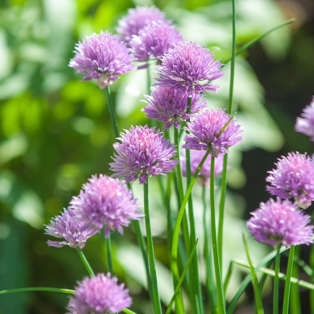 Heirloom Schoenoprasum Flower Seeds, Non-GMO Chive Herb Blooms for Culinary and Garden Planting