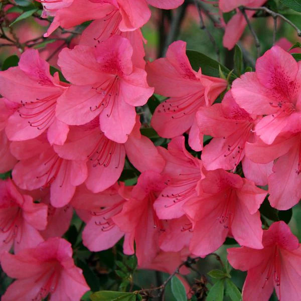 Pink Satsuki Azalea blomsterfrø til plantning - 100 stk