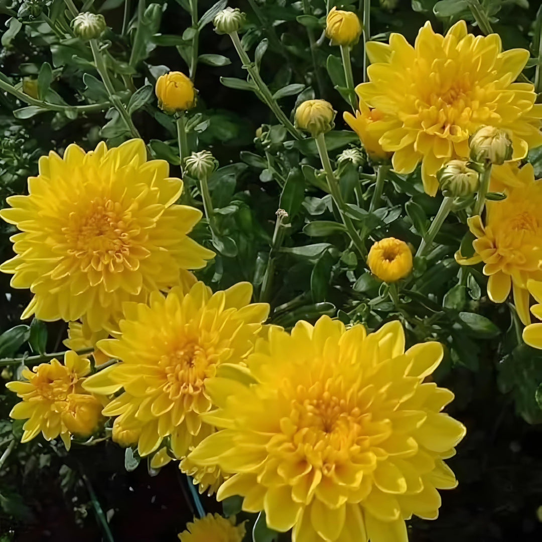 Gule krysantemum blomsterfrø til udplantning, 100 stk