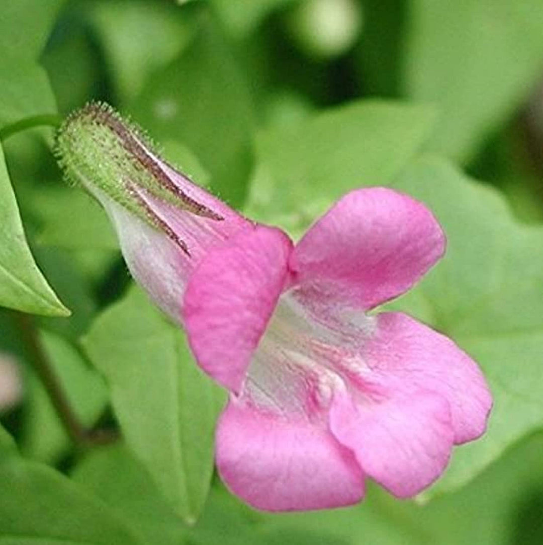 Pink Asarina blomsterfrø til udplantning, 100 stk