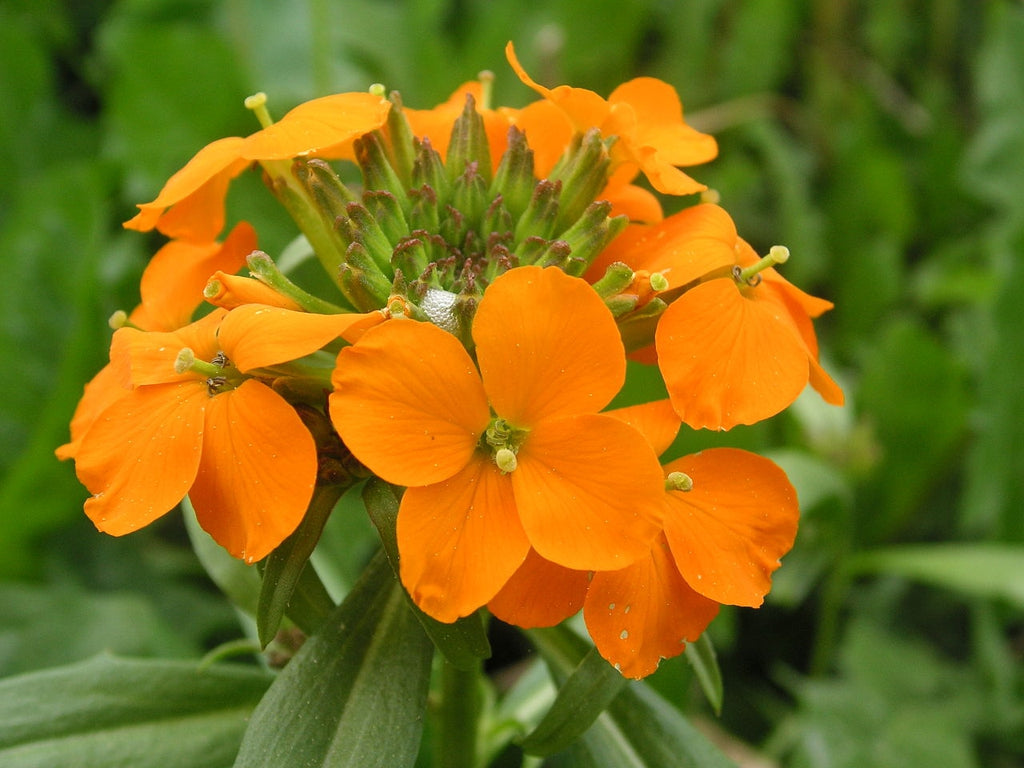 Erysimum Flower Seeds – Heirloom, Non-GMO, Colorful Wallflower Blooms for Garden Planting