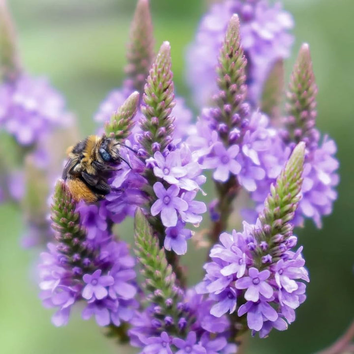 Vervain Hastata Flower Seeds for Garden Planting – Heirloom, Non-GMO Hardy Wildflower Variety
