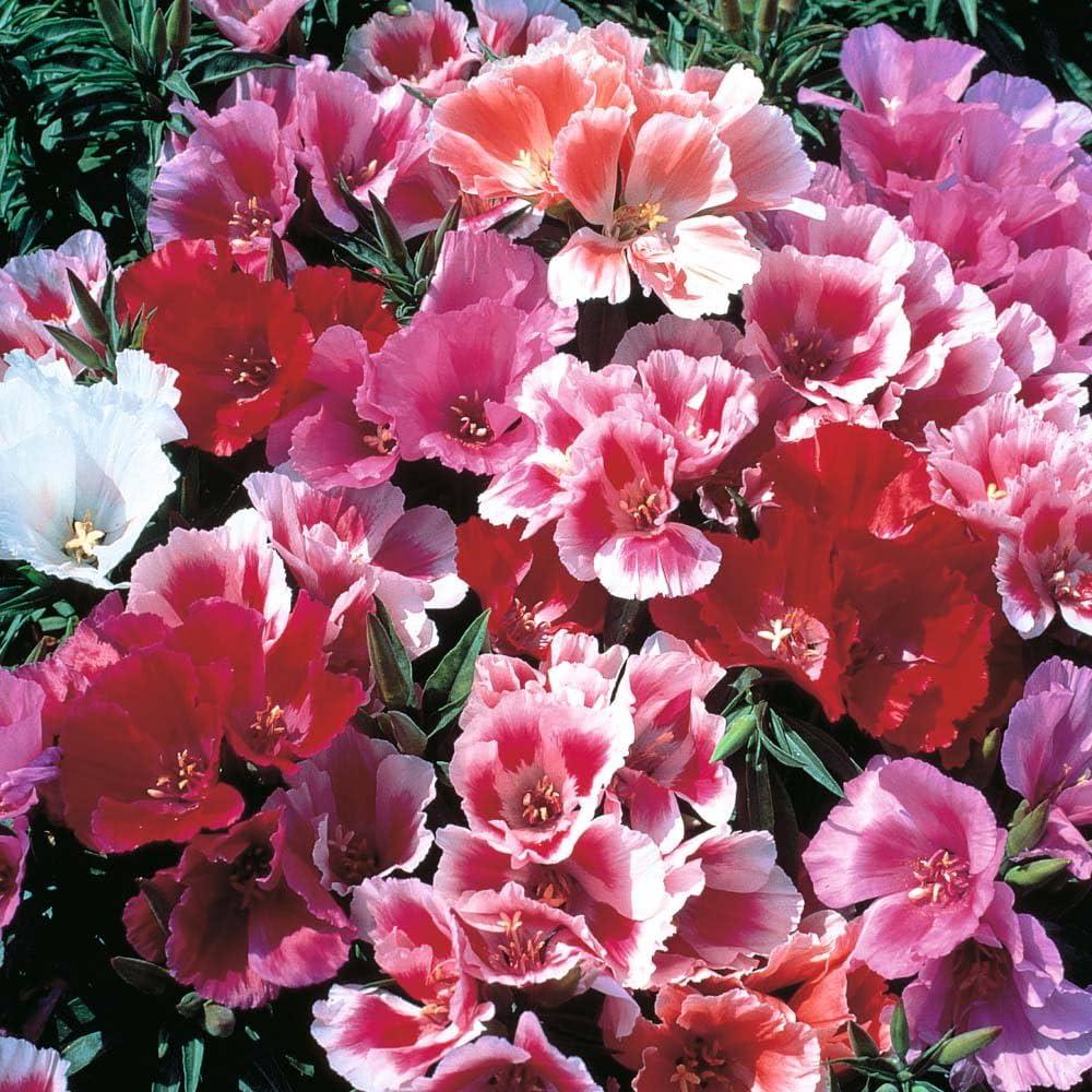 Azalea Flower Seeds Mix for Planting - 100 pcs