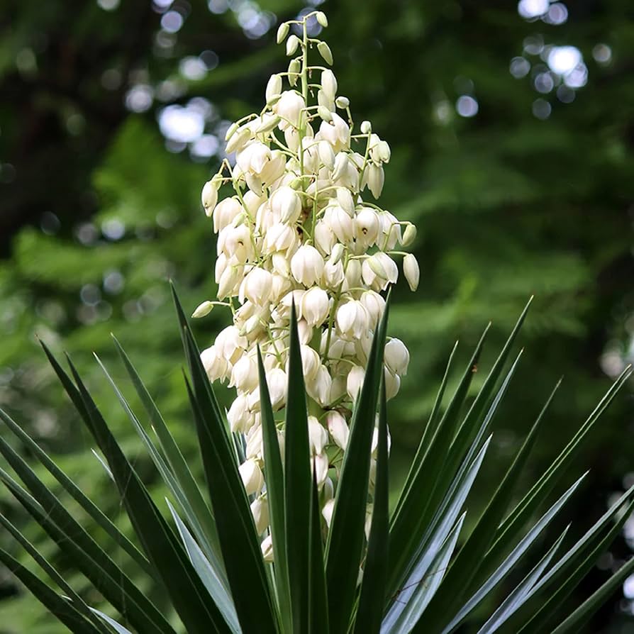 Heirloom Non-GMO White Yucca Filamentosa Plant Seeds for Drought-Tolerant Landscape Garden Planting