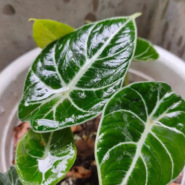 Blad Alocasia Plantefrø til udplantning - 100 stk