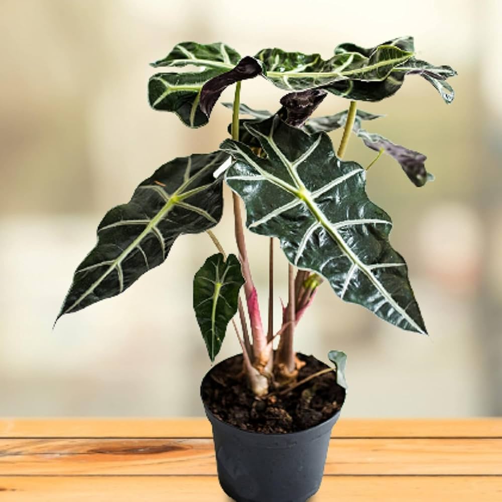 Alocasia plantefrø til udplantning - 100 stk