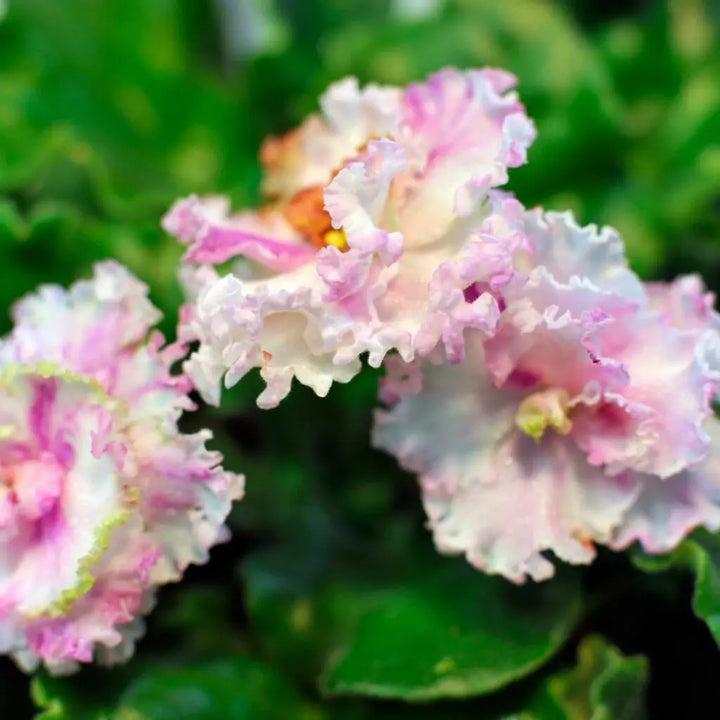 Lyserød hvid afrikansk violet blomsterfrø til plantning - 100 stk