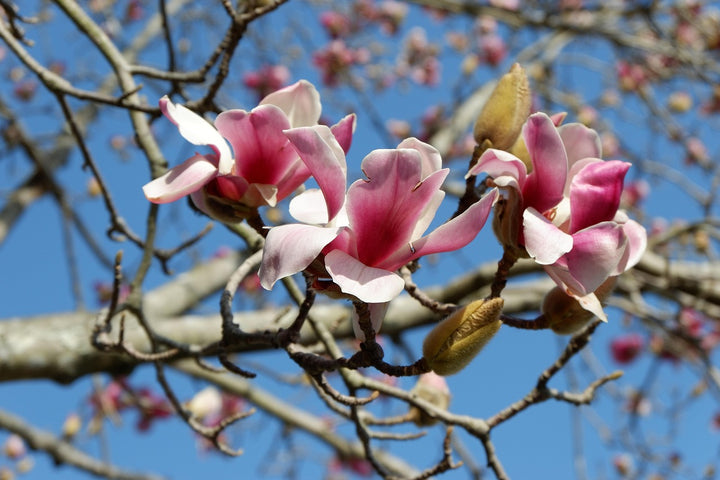 Heirloom Non-GMO Pink White Yulan Flower Seeds – Seeds for Planting | High Germination Organic Garden Seeds