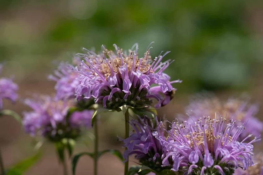 Lilla Monarda Fistulosa blomsterfrø til plantning - 100 stk