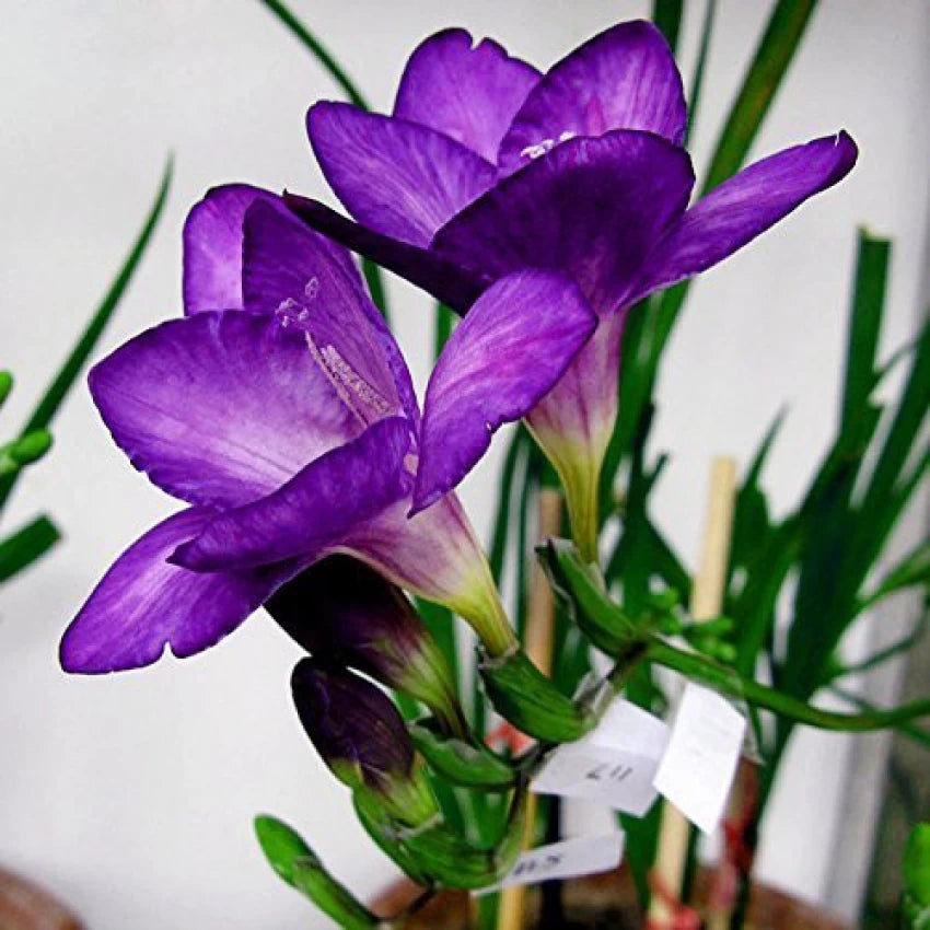 Lavendel Freesia blomsterfrø til udplantning - 100 stk