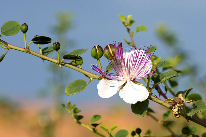 Alcaparras blomsterfrø til plantning, arvestykke, ikke-GMO, 100 stk.