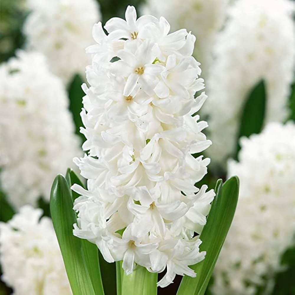 Hyacinthus Orientalis White Flower Seeds for Planting – Heirloom, Non-GMO, Organic Garden Seeds