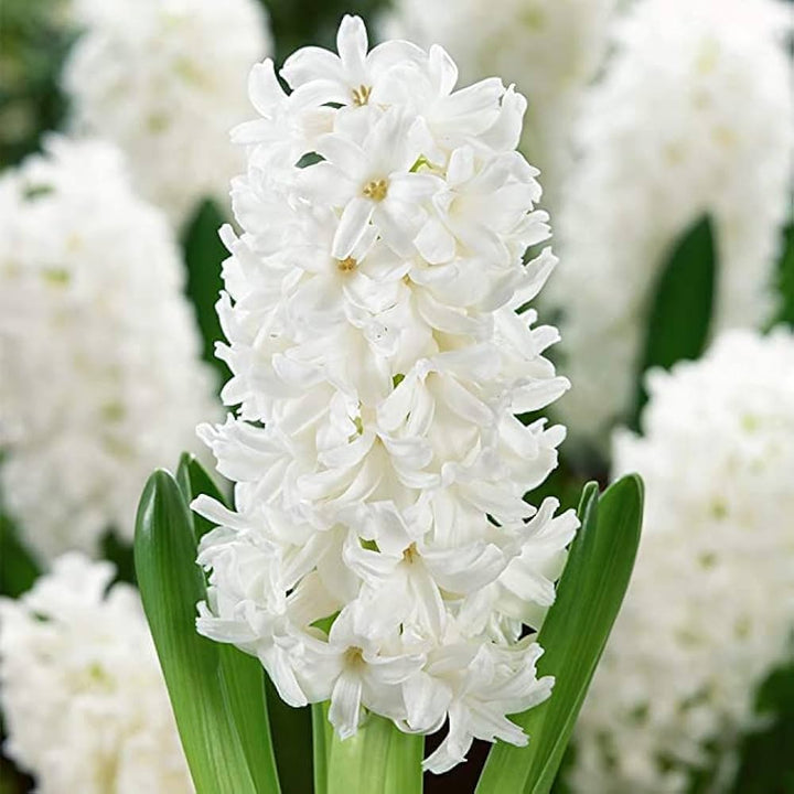 Hyacinthus Orientalis White Flower Seeds for Planting – Heirloom, Non-GMO, Organic Garden Seeds