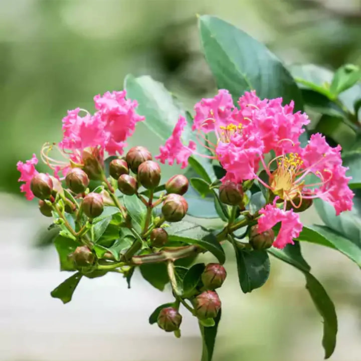 Pink Crape Myrtle Frø til udplantning - 100 stk