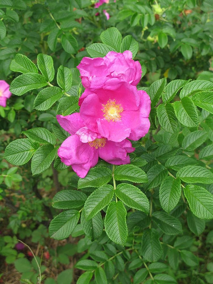 Pink Rugosa Rose Flower Seeds for Planting - 100 pcs