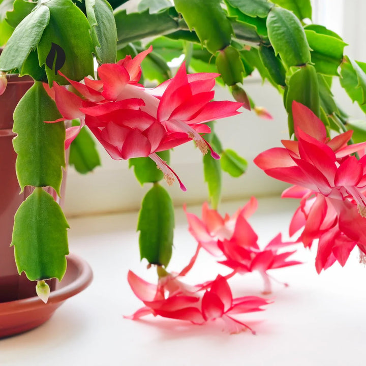 Zygocactus Schlumbergera Seeds for Planting, 100 pcs