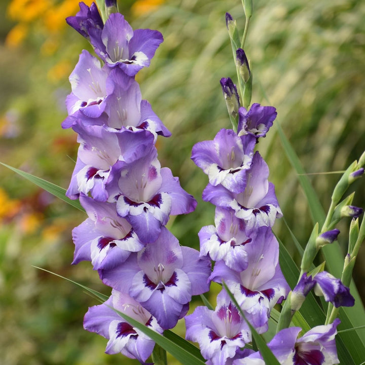 Lavender Gladiolus Flower Seeds - 100 pcs