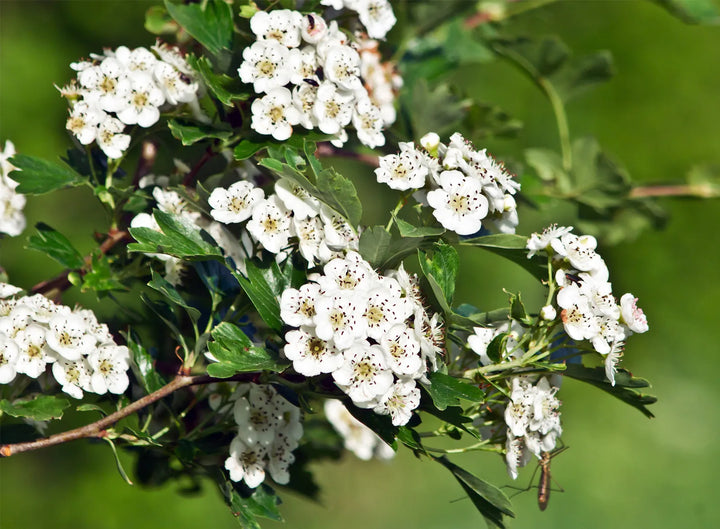 Crataegus Flower Seeds – Heirloom Non-GMO Hawthorn Seeds for Hardy Ornamental Garden Hedges