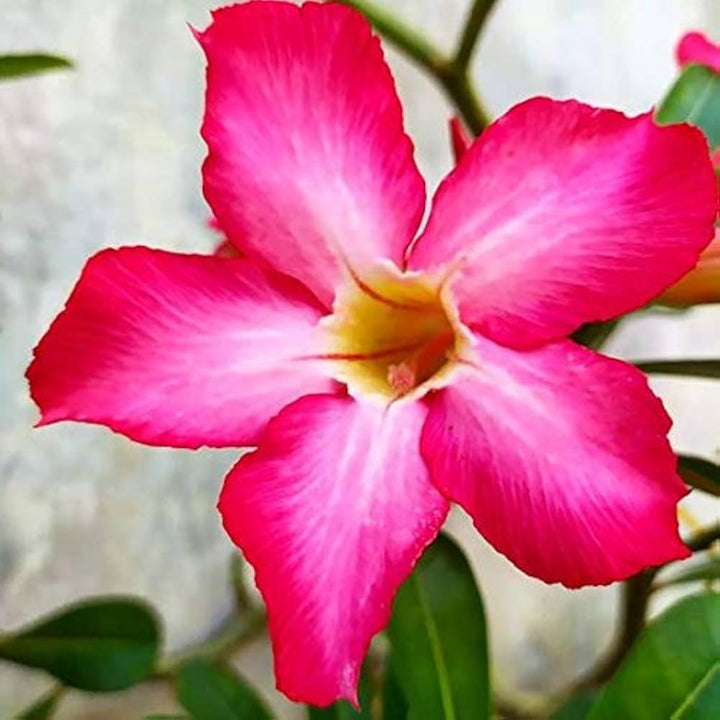 Pink Adenium  Heirloom Non-GMO Seeds for Planting