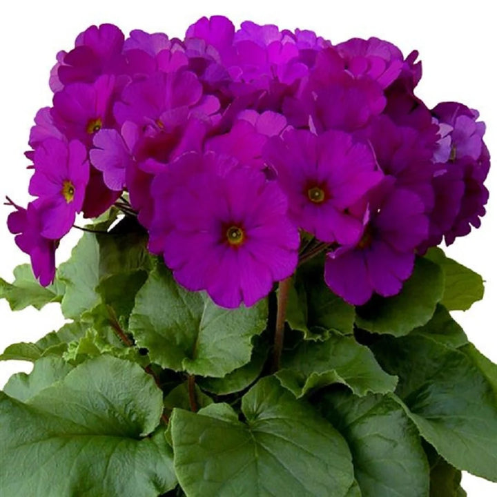 Violet Primula Seeds for Planting - 100 pcs