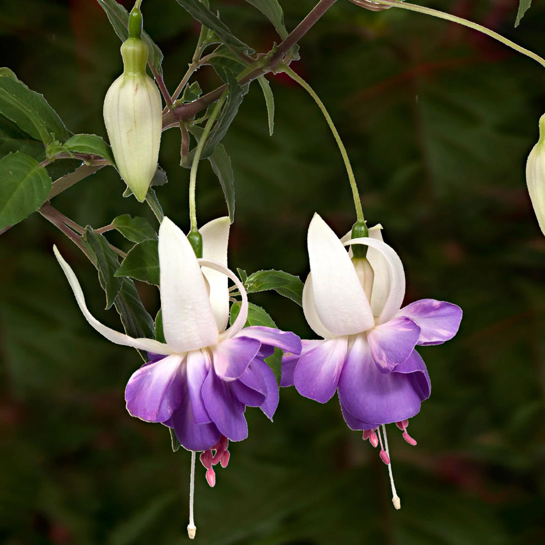 fuchsia flower seeds for sale Purple White Fuchsia Flower Seeds – Heirloom Non-GMO Seeds for Colorful Garden Displays