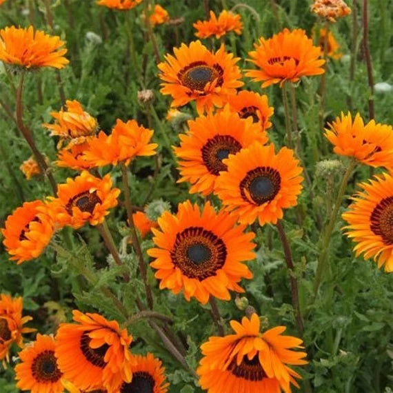 Orange Anthemoides Flower Seeds for Planting - 100 pcs