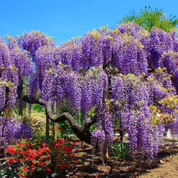 Bland Wisteria blomsterfrø til plantning - 100 stk