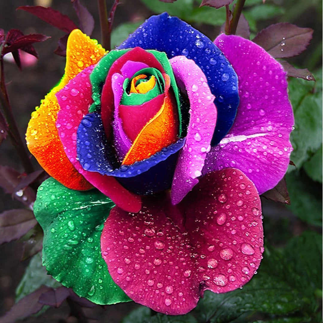 growing rainbow roses from seed Multicolor Rose Plant Seeds for Garden – Heirloom, Non-GMO Seeds for Planting and Growing