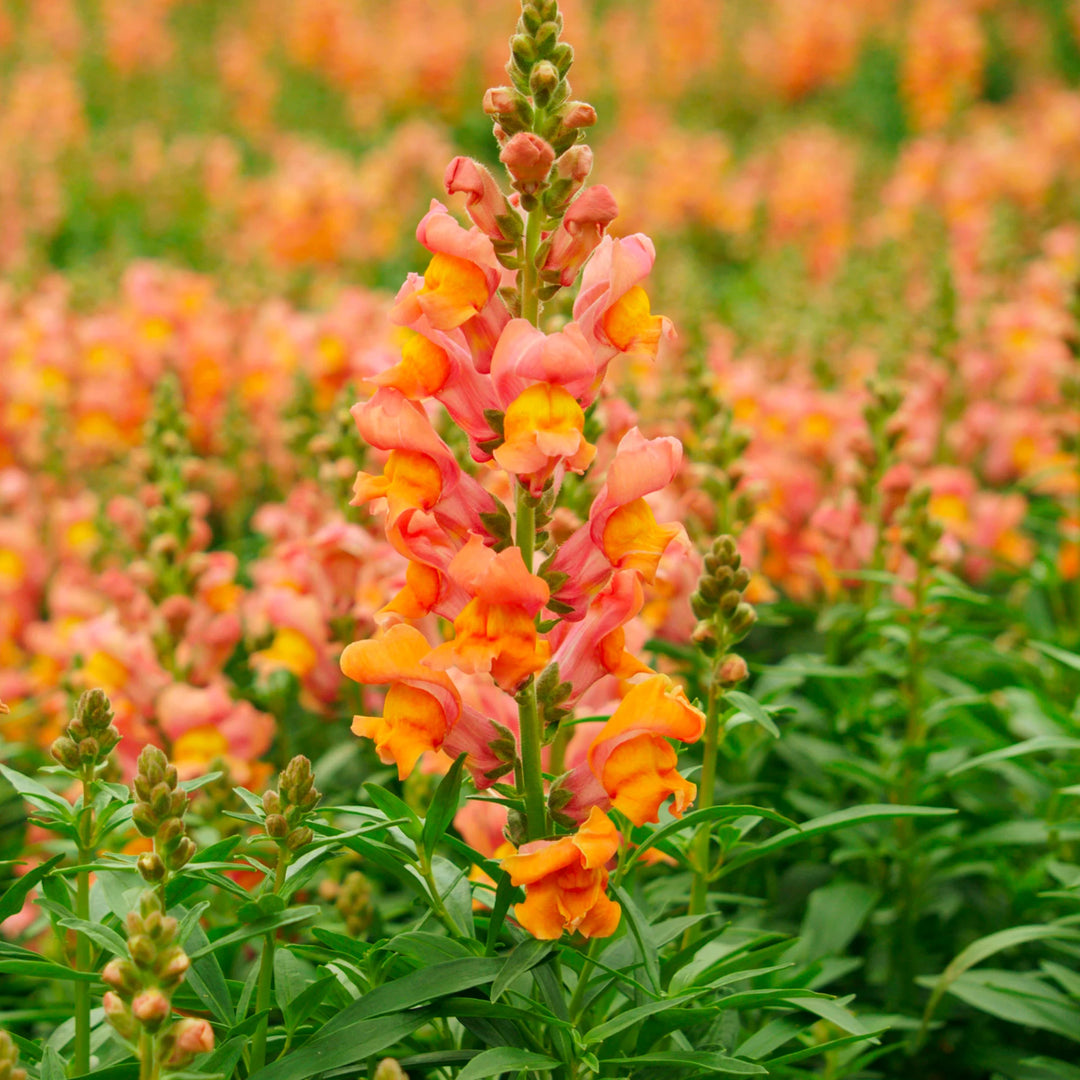 Orange Snapdragon blomsterfrø til plantning - 100 stk