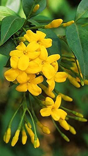 Yellow Jasminum Sambac Flower Seeds for Planting – Heirloom, Non-GMO, High Germination Fragrant Tropical Garden Blooms