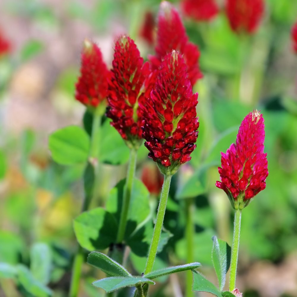 Crimson Flower Seeds – Heirloom Non-GMO Blooming Seeds for Bold and Colorful Garden Displays