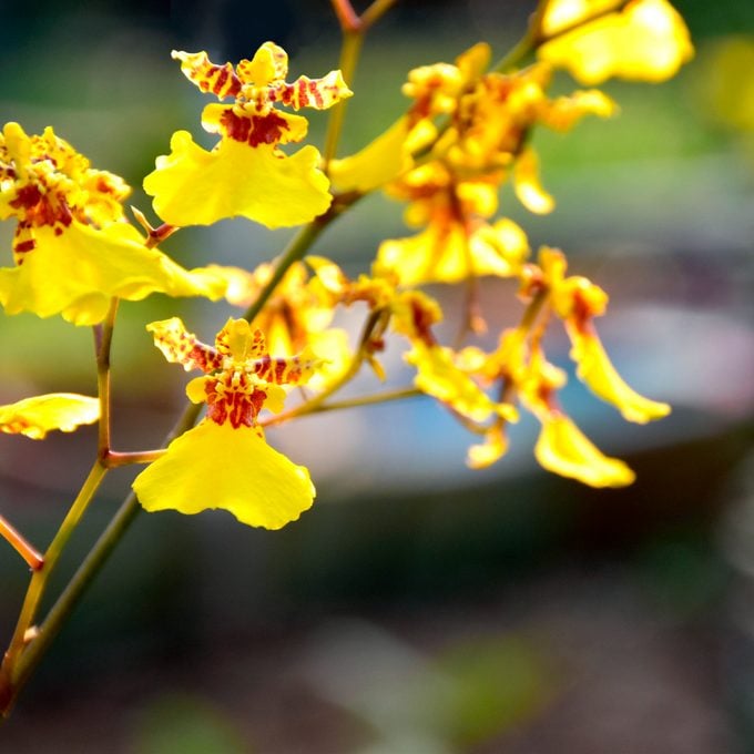 Butterfly Orchids Yellow Brown Flower Seeds for Planting - 100 pcs