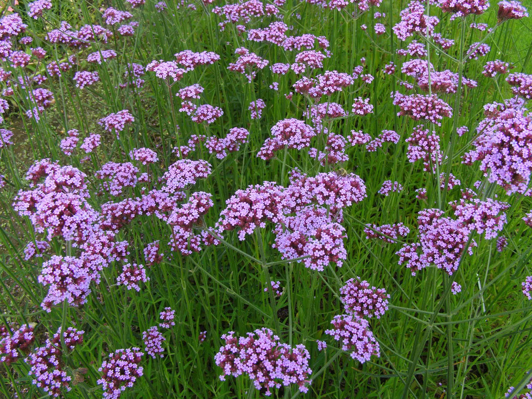 Verbena Flower Seeds for Planting - 100 pcs
