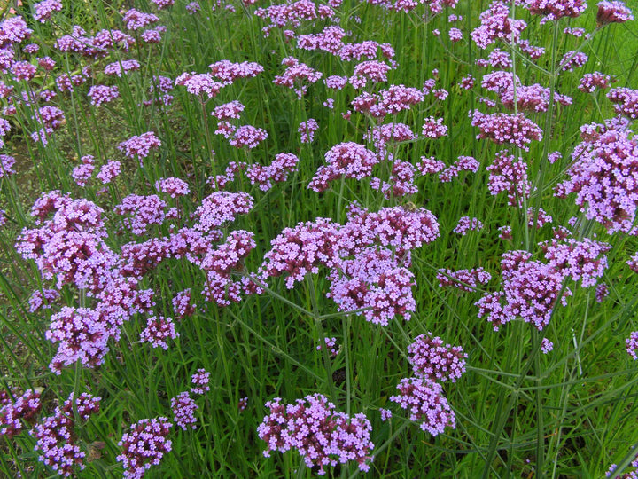 Verbena Flower Seeds for Planting - 100 pcs