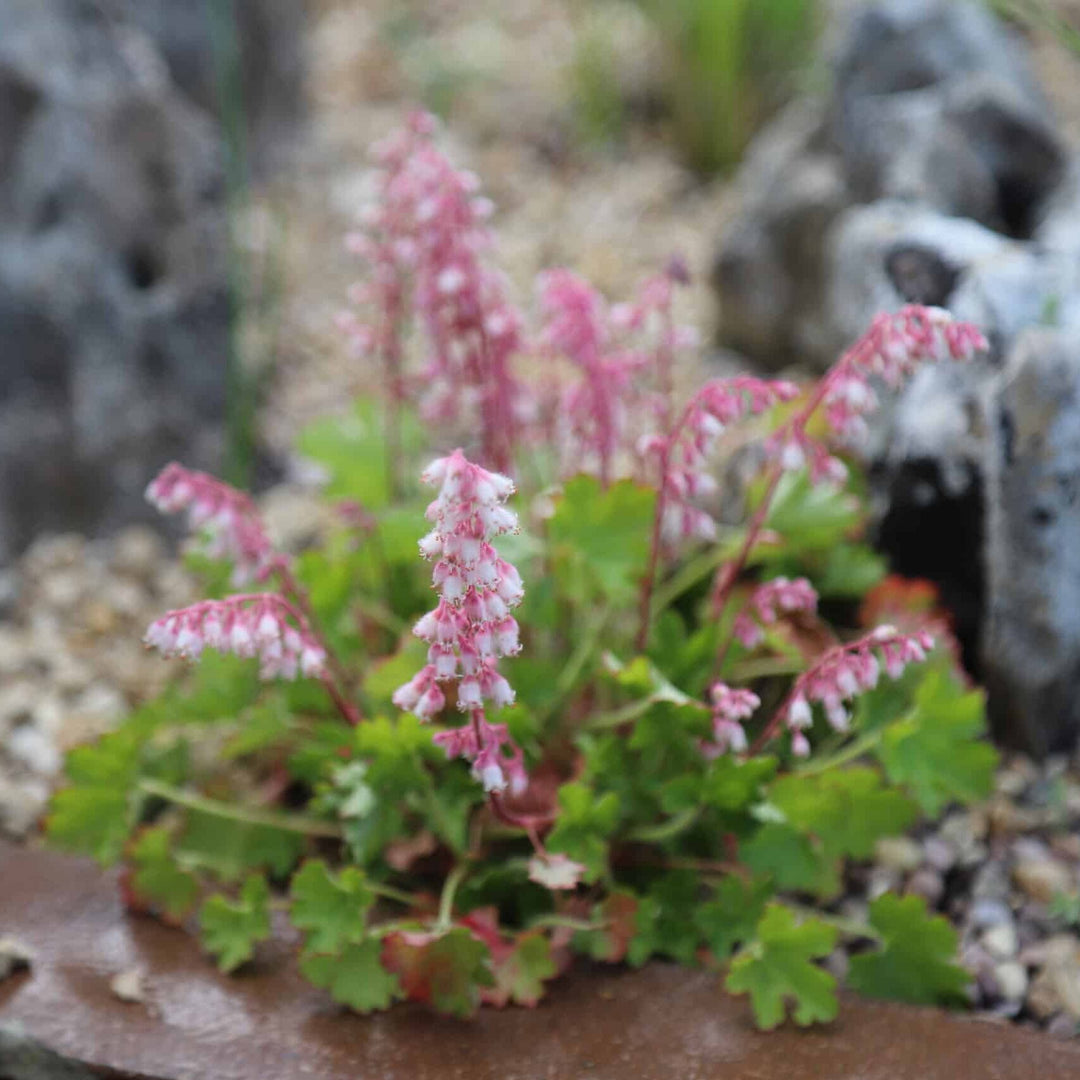Heuchera Pulchella Flower Seeds for Planting - Heirloom, NON-GMO Seeds for Beautiful Gardens