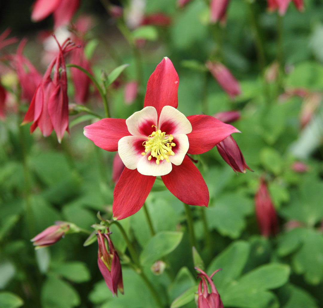 Heirloom Non-GMO Columbine Flower Seeds for Planting – Colorful Perennial Wildflower Blooms