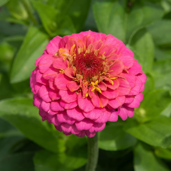 Pink Zinnia blomsterfrø til plantning, lys farve, 100 stk