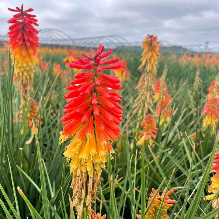 Heirloom Non-GMO Red Yellow Kniphofia Flower Seeds – Vibrant Torch-Lily Seeds for Planting