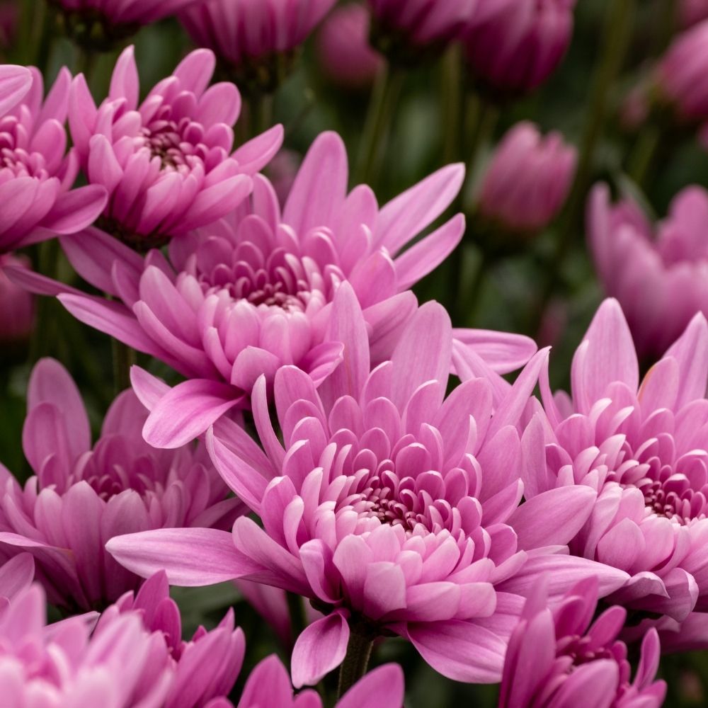 Lyserød Grønne Krysantemum Blomsterfrø til udplantning, 100 stk