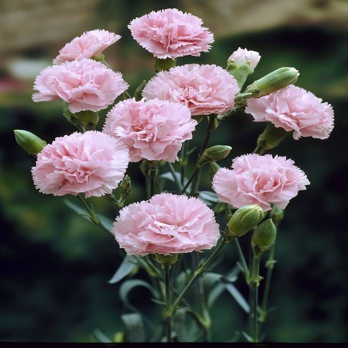 Baby Pink Dianthus Flower Seeds for Planting - 100 pcs